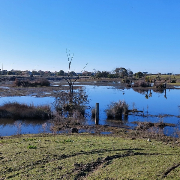 Wetland with shallow water pools and grassy banks under clear sky