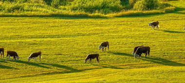Cattles eating grass on a hill