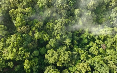 aerial view of a forest 