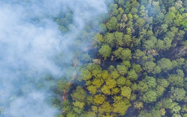 Forest wildfire