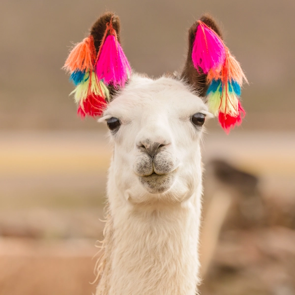 AdobeStock_193888418_Lama