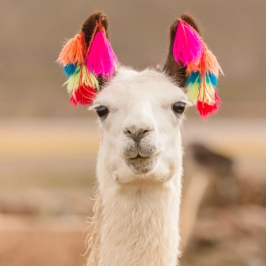 AdobeStock_193888418_Lama