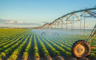 Potato field 