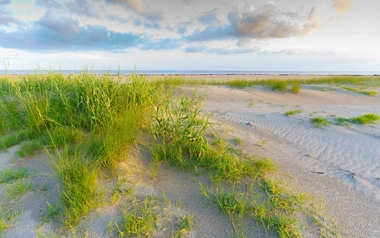 Louisiana coastline