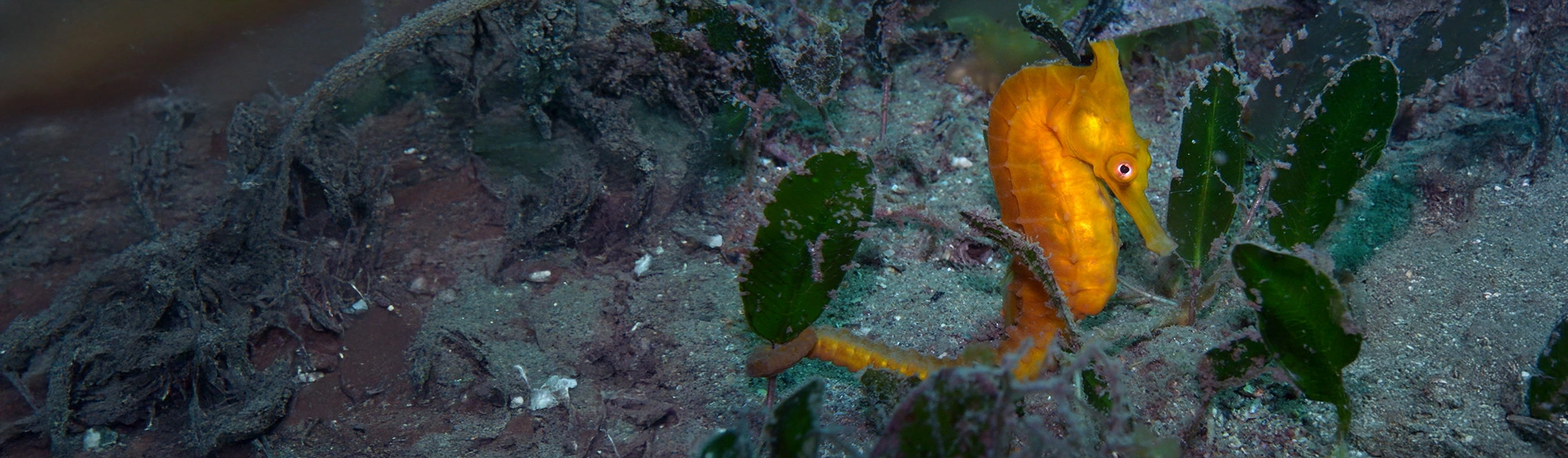 Protecting White’s seahorses