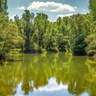 a view of green trees and lake