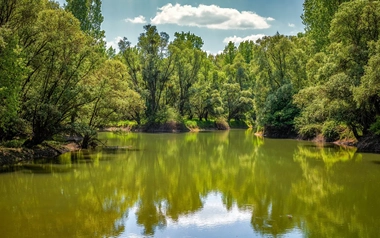 a view of green trees and lake