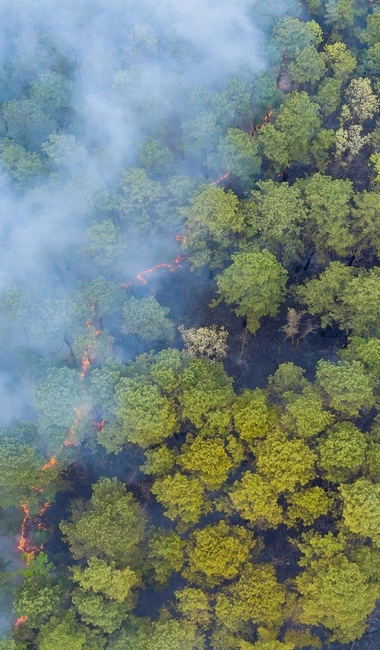 Aerial view of the Forest