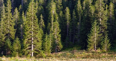 Trees in alberta mountain