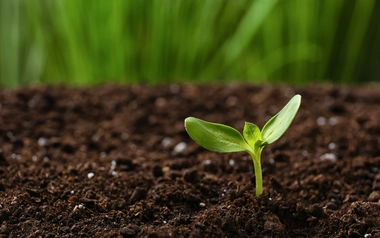 Green seedling growing in soil outdoors