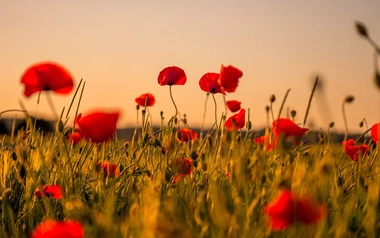 Red poppies in a field