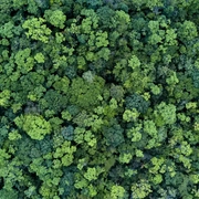 Trees in a forest