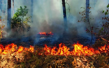 Wildfire in a mountain 