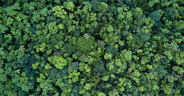 Trees in a forest