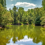 AdobeStock_507398365_green_trees