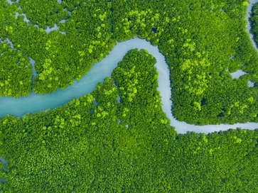 Aerial view mangrove jungles in Thailand river