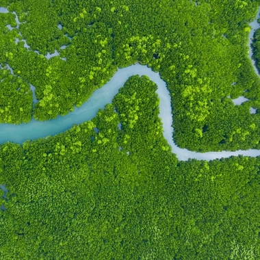 Aerial view mangrove jungles in Thailand river