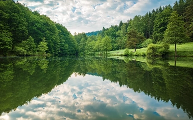 Green trees surrounding a lake