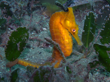 White's_Seahorse-hippocampi_whitei