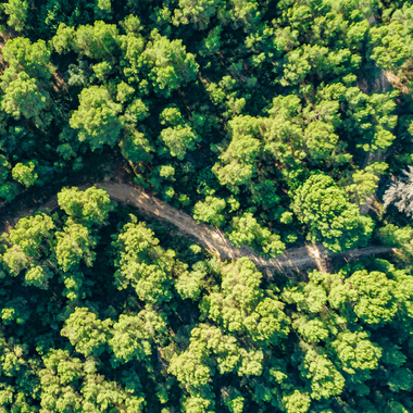 Tree top