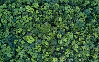 Trees in a forest