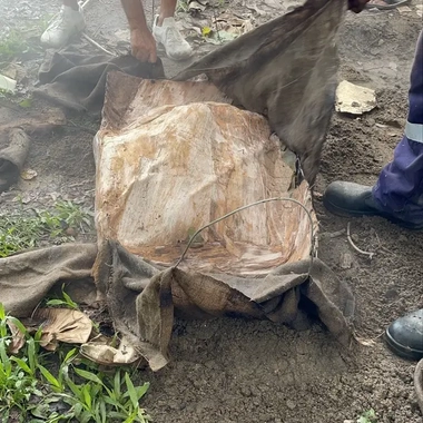 Kup_Murri_wrapped_in_paperbark_and_banana_leaf_on_Palm_Island.jpg