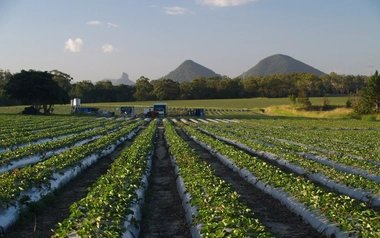 Strawberry fields Wamuran farm