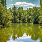 AdobeStock_507398365_green_trees